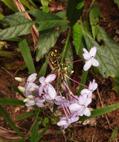Pseuderanthemum cf. laxiflorum inflorescence, Tenaru Falls, Guadalcanal, Solomon Islands