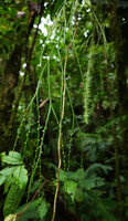 Psilotum complanatum, hanging fertile shoots, Imbu Rano, Kolombangara, Solomon Islands