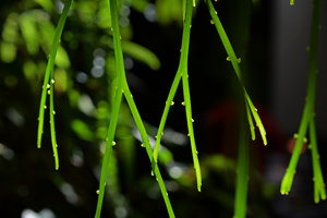Psilotum complanatum stems and sporangia on the Patrick Blanc Home Vertical Garden