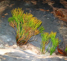 Psilotum nudum cespitose stems emerging from rock fissures, Sydney 