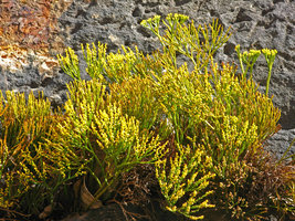 Psilotum nudum with sporangia on the wall in front of the Opera, Sydney
