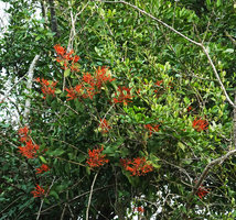Psittacanthus rhynchanthus as a lianoid epiphytic hemiparasite on trees along the river, Petexbatun, Peten, Guatemala