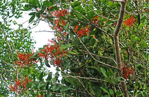 Psittacanthus rhynchanthus, flowering branches, Petexbatun, Peten, Guatemala