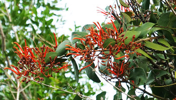Psittacanthus rhynchanthus, flowers and maturing fruits, Petexbatun, Peten, Guatemala