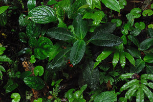 Psychotria cf. panamensis, Tenorio, Costa Rica