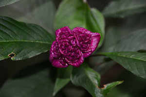 Psychotria colorata, Bahia, Brazil