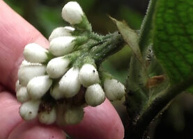 Psychotria golmanii, hairy infructescence, Tari, 2000 m asl, Hela, Papua New Guinea