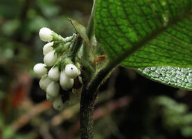 Psychotria golmanii, hanging hairy infructescence, Tari, 2000 m asl, Hela, Papua New Guinea
