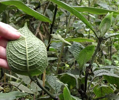 Psychotria golmanii, lower leaf surface with deeply impressed veins, Tari, 2000 m asl, Hela, Papua New Guinea