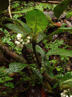 Psychotria golmanii, somewhat bullate leaves and hanging infructescence, Tari, 2000 m asl, Hela, Papua New Guinea