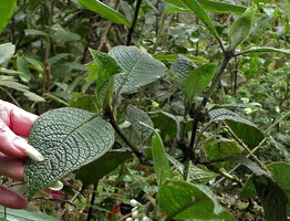 Psychotria golmanii, somewhat bullate leaves, Tari, 2000 m asl, Hela, Papua New Guinea
