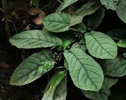 Psychotria pandurata, glaucous leaved and fruiting plants on vertical earth bank in forest understory, Amani, 500 m asl, East Usambara Mts, Tanzania