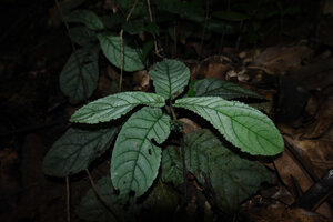 Psychotria pandurata, pandurate glaucous rosetted leaves, Amani, 600 m asl, East Usambara Mts, Tanzania