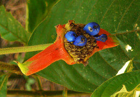 Psychotria poeppigiana, narrow bract form, bright blue drupaceous fruit, Cano Cristales, Meta, Colombia