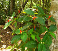 Psychotria poeppigiana, narrow bract form in forest understory, Cano Cristales, Meta, Colombia.jpg