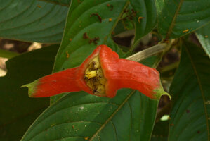 Psychotria poeppigiana, narrow bract form, small yellowish flower, Cano Cristales, Meta, Colombia