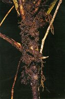 Psychotria sadebeckiana, adventitious thin and highly branched roots growing in leaf litter accumulated at the top of the rosetted leaves, Campo, Cameroon