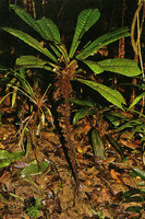 Psychotria sadebeckiana, leaf litter accumulated at the top of the rosetted leaves and invaded by the roots of surrounding trees, Campo, Cameroon