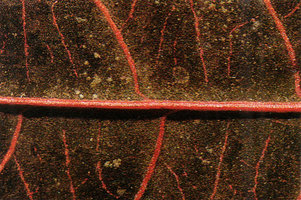 Psychotria surinamensis, golden pink iridescence along the main nerves of upper blade side, CNRS Nouragues field station, French Guyana