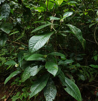 Psychotria tanganyikensis as a shrub in forest understory, Amani, East Usambara, Tanzania