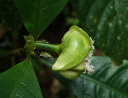 Psychotria tanganyikensis, green involucral bracts surrounding the head inflorescence, Amani, East Usambara, Tanzania