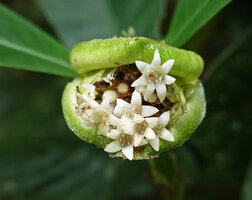 Psychotria tanganyikensis, head inflorescence surrounded by foliaceous recurved green bracts, Amani, East Usambara, Tanzania