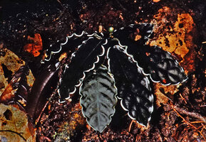 Psychotria verschuerenii, dark green shiny almost black leaves with undulate silver margin, cryptic on the forest floor, Campo, Cameroon