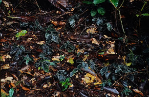 Psychotria verschuerenii, rosetted vegetative stems with dark green shiny almost black leaves, totally cryptic among the canopy trees leaf litter, Campo, Cameroon