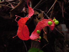 Pterisanthes polita, Bako, Sarawak