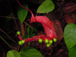 Pterisanthes polita, red flattened inflorescence axis with young green unripe fruits, Bako NP, Sarawak, Borneo