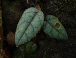 Pterisanthes sp. with thick grey leaves, Mount Silam, Lahad datu, Borneo