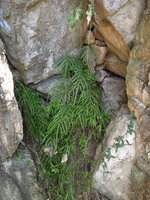 Pteris multifida on a limestone rock in forest, Hangzhou, China