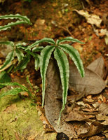 Pteris venulosa on a vertical earth bank, frond with silver marginal bands, Langkawi, Malaysia