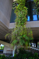 Pteris vittata and Russelia equisetiformis freely hanging from a Column, by Patrick Blanc, PAMM Museum, Miami, July 2016