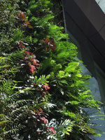 Pteris vittata, Polypodium aureum, Fuchsia cv, Blechnum nudum, One Central Park, Sydney, Oct 2014