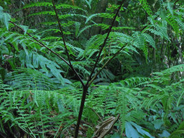 Pteris wallichiana, pedate frond base, Lembeh, Sulawesi
