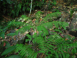 Pteris wallichiana, pedate fronds, Lembeh, Sulawesi