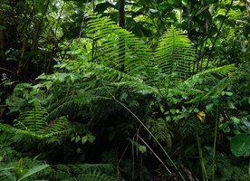 Pteris werneri, fronds, Imbu Rano, Kolombangara, Solomon Islands