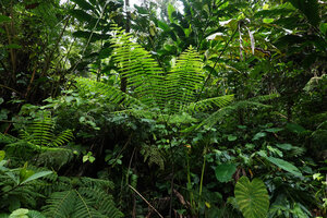Pteris werneri, pedate frond, Imbu Rano, Kolombangara, Solomon Islands