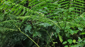 Pteris werneri, pedate structure of the fronds, Imbu Rano, Kolombangara, Solomon Islands