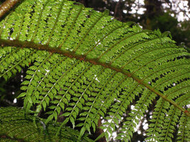 Ptisana melanesica, abaxial side of the frond with fertile pinnules, Tari, 2000 m asl, Hela, Papua New Guinea