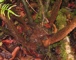 Ptisana melanesica, base of the plant with hiry frond petioles and congested stipules, Tari, 2000 m asl, Hela, Papua New Guinea
