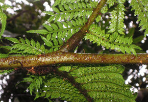 Ptisana melanesica, swollen geniculate base of the lateral ramifications of the frond, Tari, 2000 m asl, Hela, Papua New Guinea