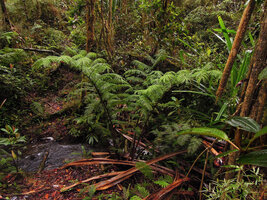 Ptisana melanesica, Tari, 2000 m asl, Hela, Papua New Guinea