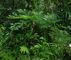 Ptisana ternatea, a multi partite frond just above Selaginella rechingeri, Vangunu, Solomon Islands.