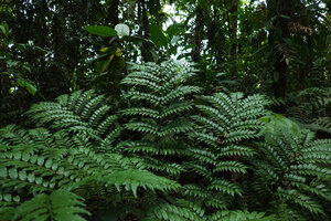 Ptisana ternatea, part of frond, Noro, New Georgia, Solomon Islands