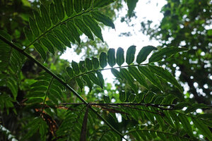 Ptisana ternatea, pinnules with sori, Imbu Rano, Kolombangara, Solomon Islands