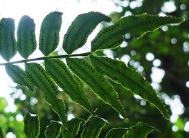 Ptisana ternatea, sori, Imbu Rano, Kolombangara, Solomon Islands