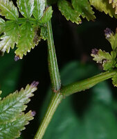 Ptisana ternatea, upper surfece of the frond, the rachis stopping its growth after producing the two last opposite bipinnate pinnae, Noro, New Georgia, Solomon Islands