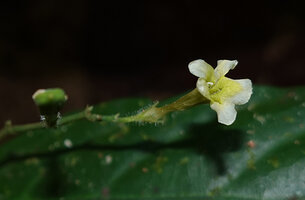 Ptyssiglottis cf. creaghii, flower at anthesis and maturing capsule, Deramakot FR, Sabah, Borneo